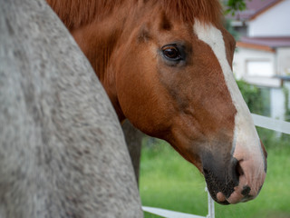 Head of the Brown Horse