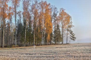 Beautiful view of autumn foggy misty morning with frosted plants