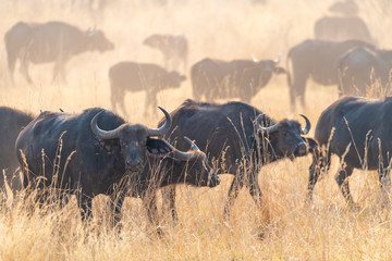 afrikanische Büffel, Syncerus cafferi, stehen nach einer Stampede im Staub, Kwando River, Region...