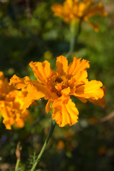 yellow flowers in the garden