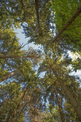 Obraz premium Wald