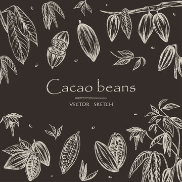 Vector illustration. Sketched hand drawn cacao beans, cacao tree leafs and branches. Chalk style vector set. Element of design.