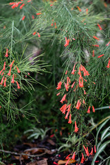 Hanging Red Floral