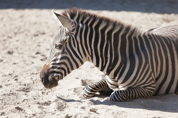 Fototapeta na wymiar Zebra in Budapest Zoo