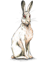 Sitzender Schneehase