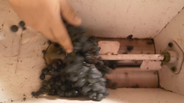 Othello grapes being crushed in a vintage crusher at harvest