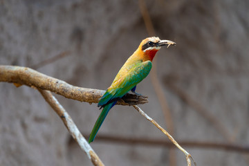 Bienenfresser, Merops bullockoides, Weissstirnspint am Ufer des Kwando, Namibia