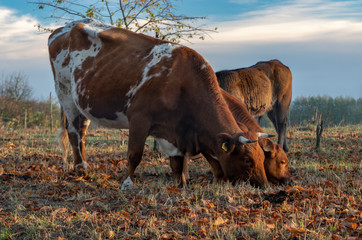Krowy jedzą trawę na pastwisku, słoneczny dzień. 