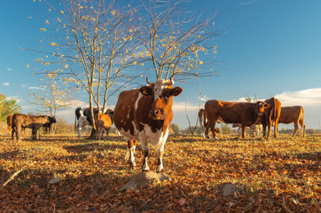 Krowa na pastwisku, słoneczny dzień, jesień. 