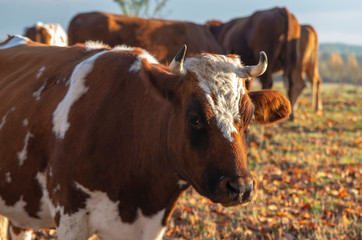 Herd of cows grazing on a sunny autumn day. © Aneta
