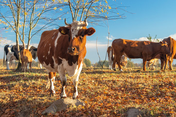 Pastwisko jesienią, brązowa krowa na pierwszym planie.  - obrazy, fototapety, plakaty