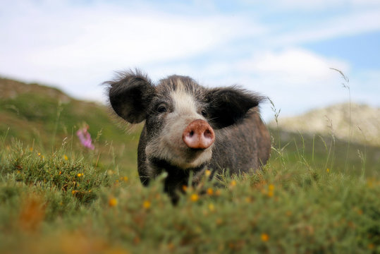 Cochon du Plateau de Coscione en corse