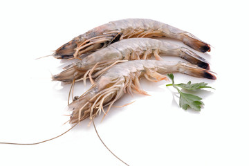 Garnelen Shrimps Krustentiere Freisteller