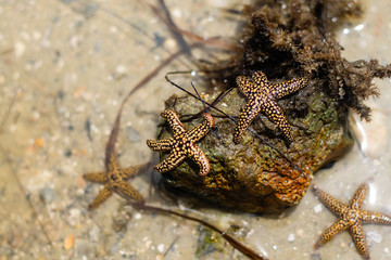 Starfish