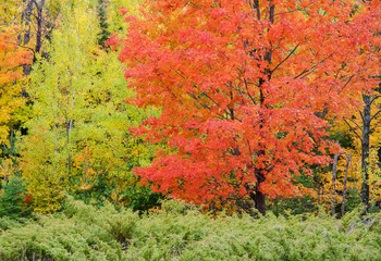 638-81 Red Maple in the Forest