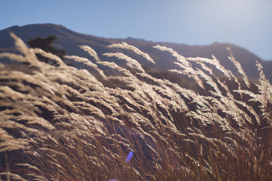 Grass against a blue sky on mountain