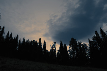 Dark silhouettes of high pines and spruces from below upwards on background of cloudy sky in faded blue and sepia tones with copy space. Coniferous trees close up. Eerie atmospheric landscape.