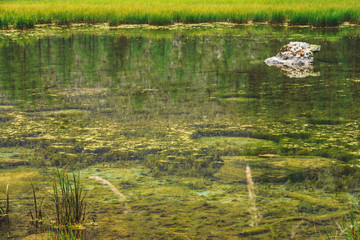 Grass grow in calm clean water close up. Bottom of swampy backwater of mountain lake with stone. Trees reflected in ideal smooth water surface. Green atmospheric natural background of highlands.