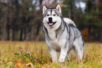 Malamute dog outdoors