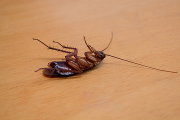 Dead Cockroach on table