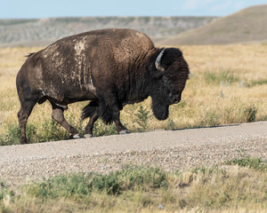 Bison in Grasslands National Park