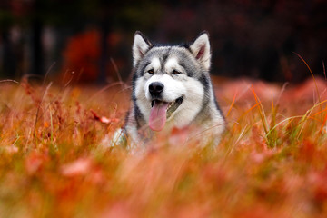 Malamute dog outdoors