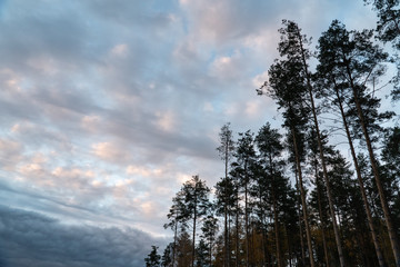 Sky with clouds and trees