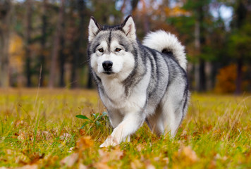 Malamute dog outdoors