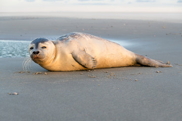 young harbor seal at the beach of the Dutch island of Texel