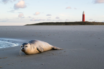 junger Seehund am Strand der niederländischen Insel Texel