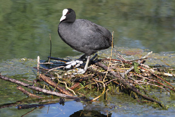The Folaga in the reserve of Lago di Posta Fibreno