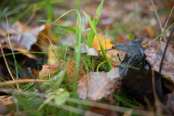 Waldboden mit Pilzen close up
