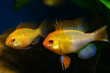 Mikrogeophagus ramirezi Gold