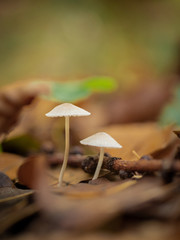 mushroom