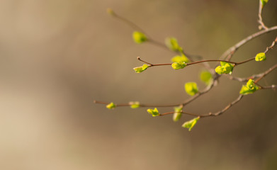 Yellow Flowers Of Spring. Beautiful Yellow  Flowers On The Green Background.