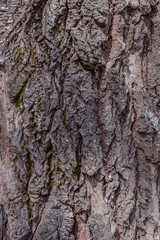 Tree bark texture