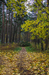 Nature path in a dark forest in the late autumn