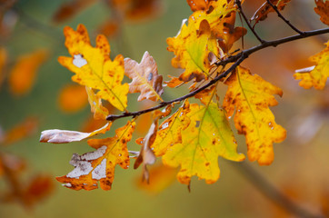 Liście dębu w promieniach słońca, jesienne barwy. 