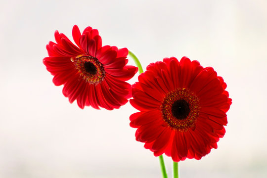 Jerbera red on bright white background. Minimalism with flowers jerbera.