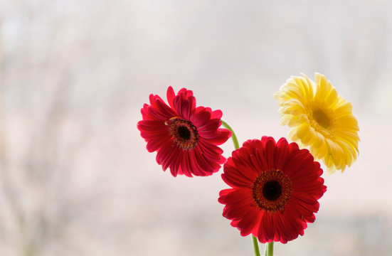 Jerbera red on bright white background. Minimalism with flowers jerbera.