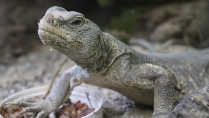 Obraz premium iguana on rock