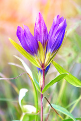 Blue flower campanula meadow on a natural background