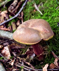 Autumn Fruiting Fungi