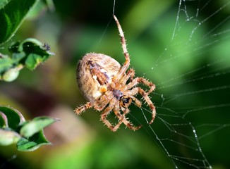 Garden Spider in the autumn garden