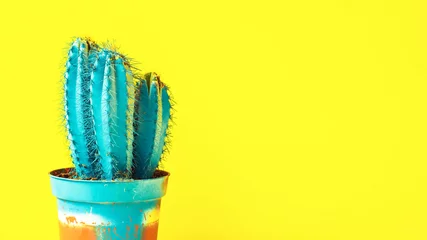Papier Peint photo Lavable Cactus Bright cactus sky blue on a yellow background. Mexican style