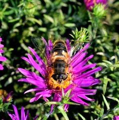 Eupeodes corollae pollinating the flower