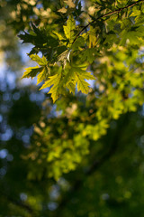 Autumn Foliage In A Beautiful Sunlight.