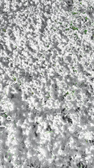 Snow first white on green grass