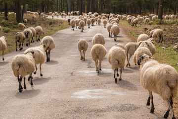 Flock of sheep walking in the road