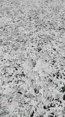 Snow first white on green grass